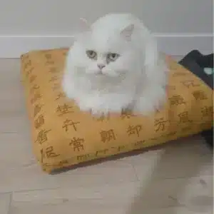 futon mascotas